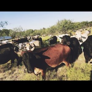 Meet your Posher, Peyton