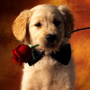 Meet your Posher, Jocelyne