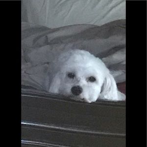 Meet your Posher, Zoni