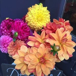 Meet your Posher, Lisa