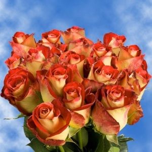 Meet your Posher, Giang