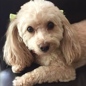 Meet your Posher, Pamela