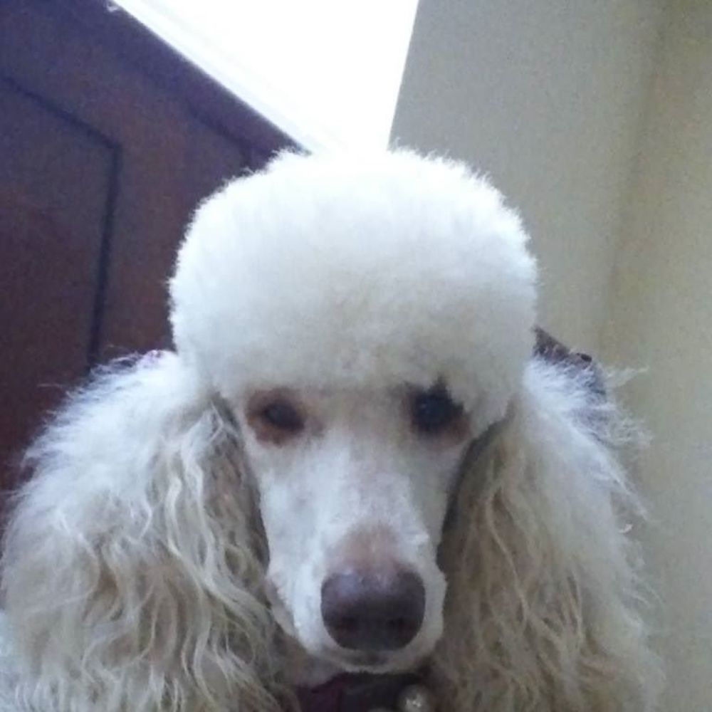 Meet your Posher, William