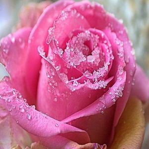 Meet your Posher, Susan