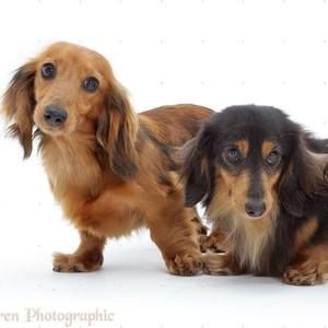 Meet your Posher, Gerri