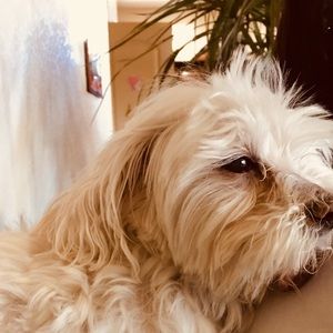 Meet your Posher, Penny