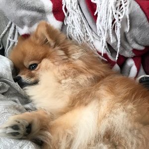 Meet your Posher, Ed