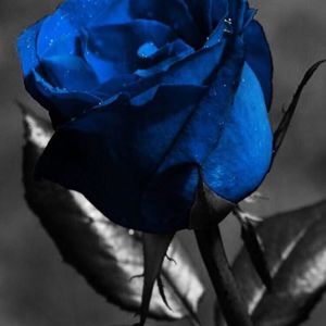 Meet your Posher, Kelley