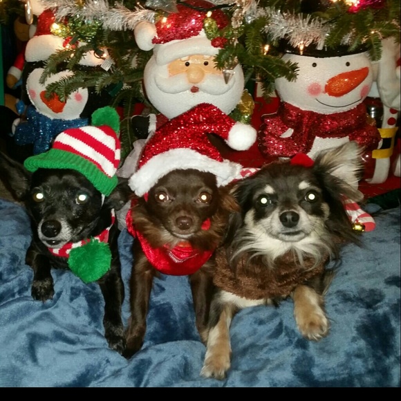 Meet your Posher, Kimmy - Picture 4 of 4