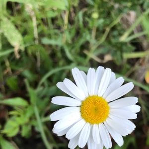 Meet your Posher, Christie