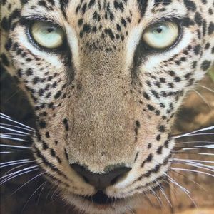 Meet your Posher, Phedra