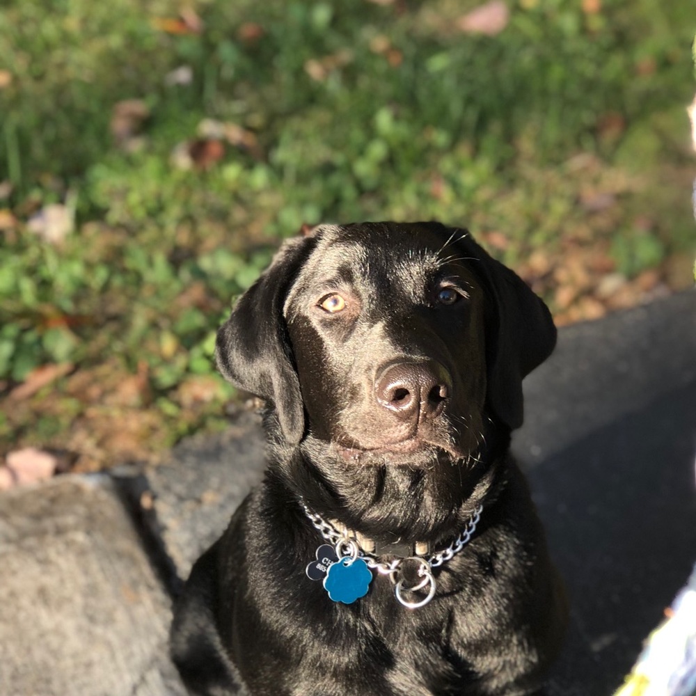 Meet your Posher, Blair