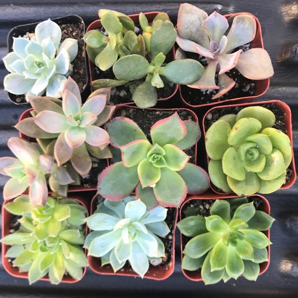 12 succulent assortment