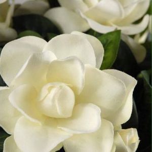 Meet your Posher, Dawne