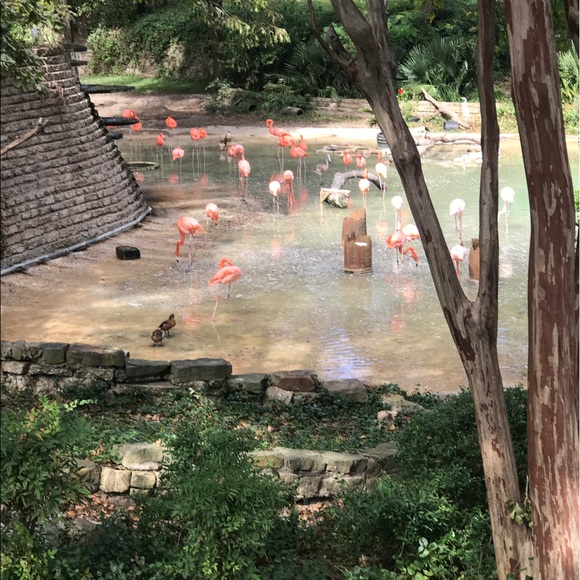 Meet your Posher, Kiyana - Picture 1 of 1