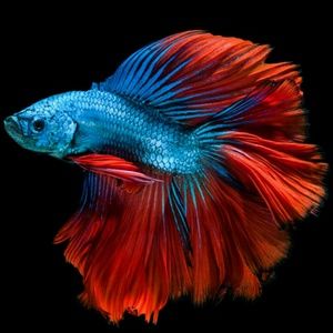 Meet your Posher, Melody