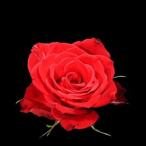 Meet your Posher, Loretta