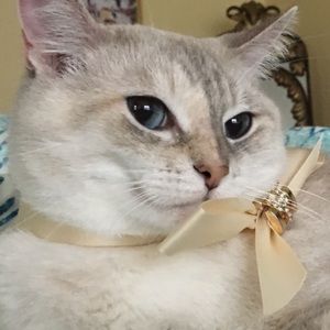 Meet your Posher, Mira