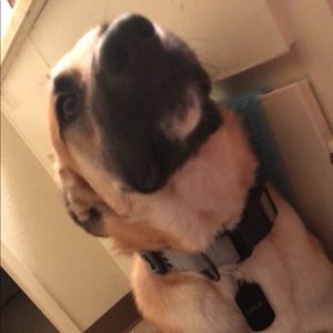 Meet your Posher, Daisy