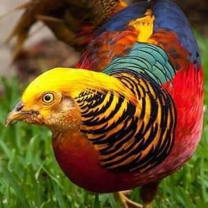 Meet your Posher, Samira