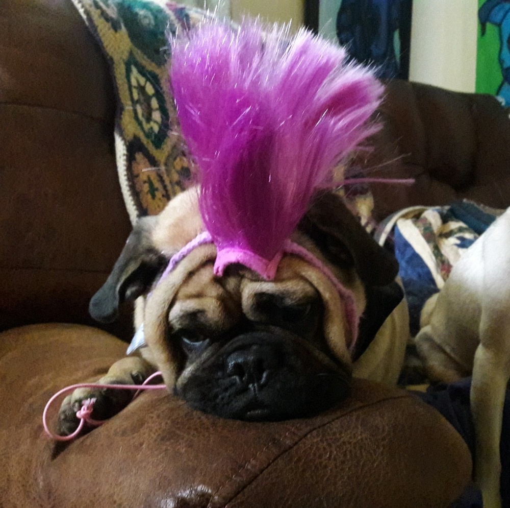 Meet your Posher, Randi