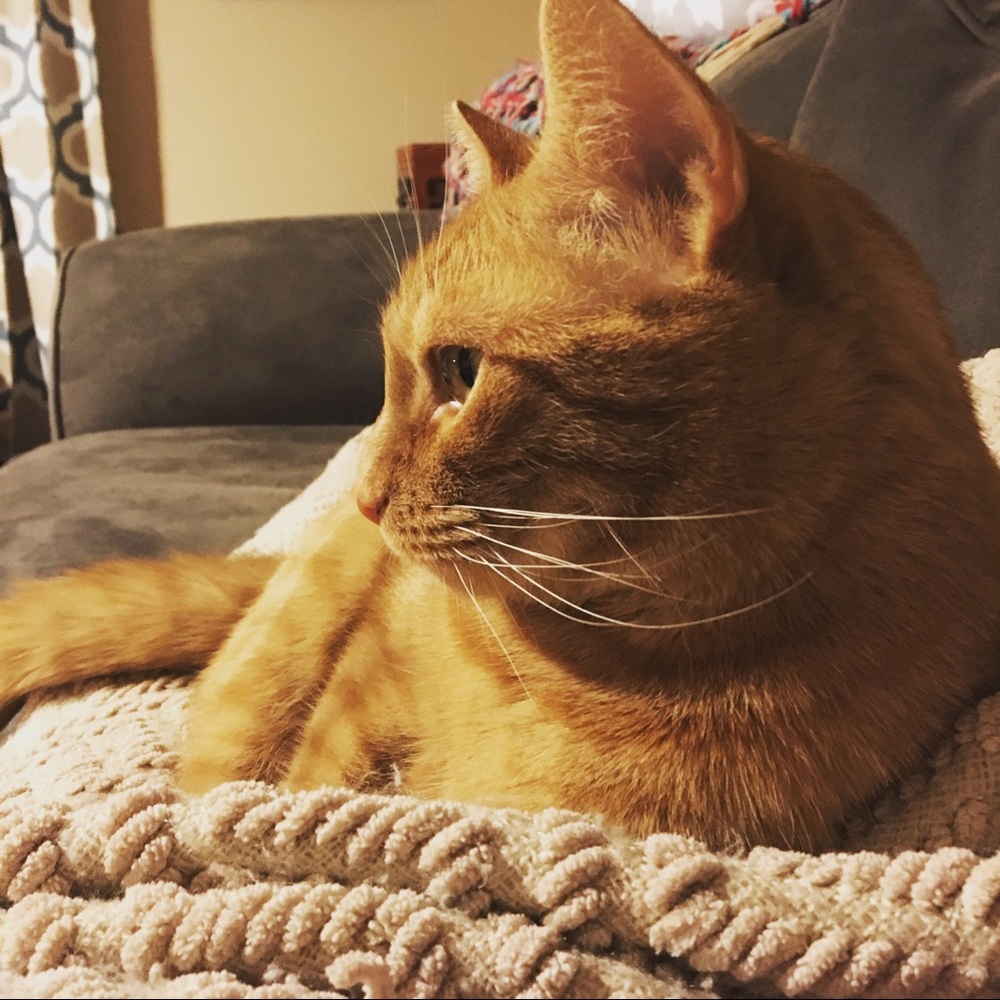 Fashion Cat