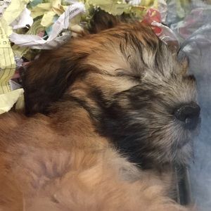 Meet your Posher, Abbey