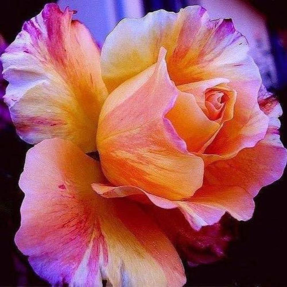 Meet your Posher, Carolyn