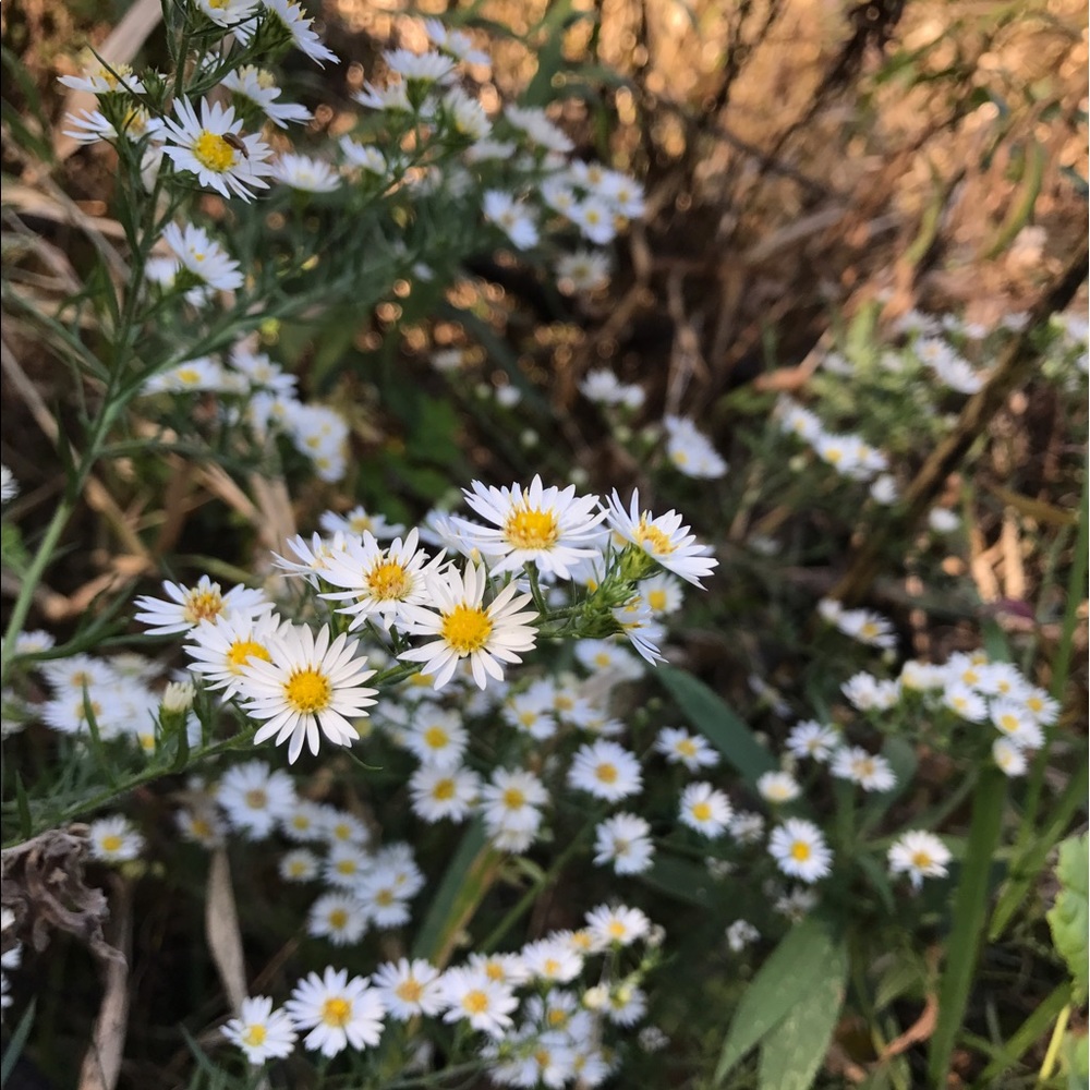 Meet your Posher, Heidi