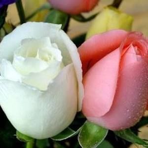 Meet your Posher, Entisar