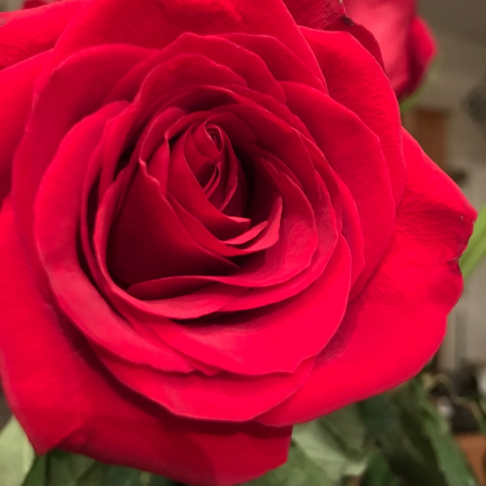 Meet your Posher, Mona