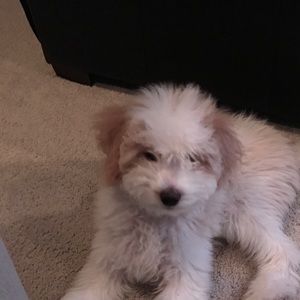 Meet your Posher, Shelby