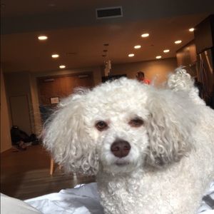 Meet your Posher, Josh