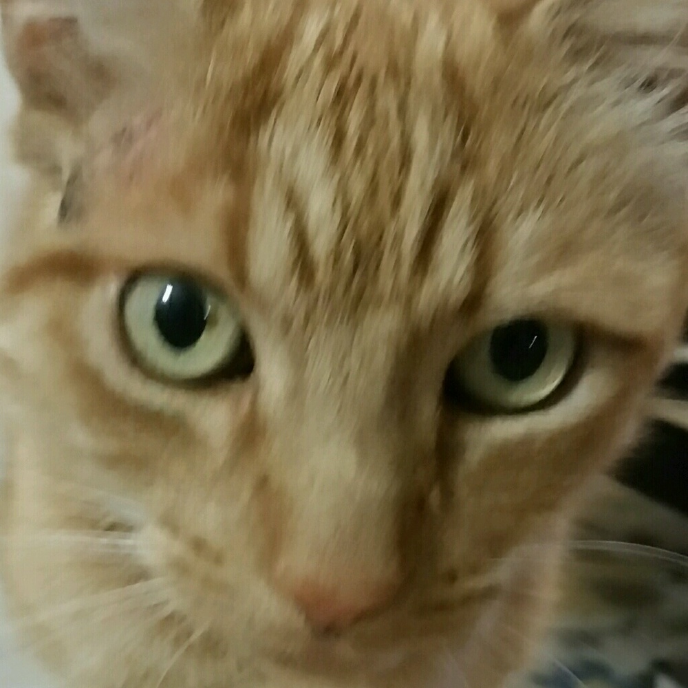 Meet your Posher, Sydney