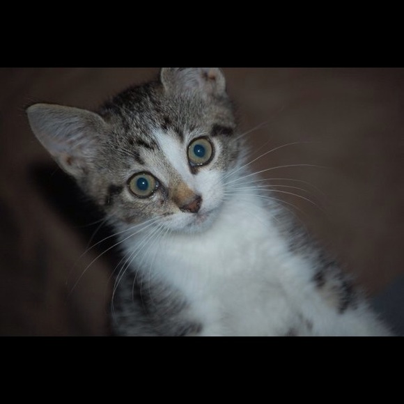 Meet your Posher, Rey - Picture 1 of 1