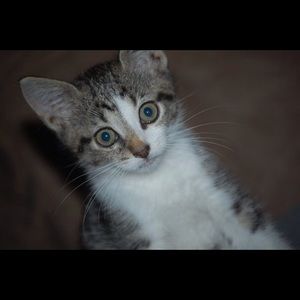 Meet your Posher, Rey