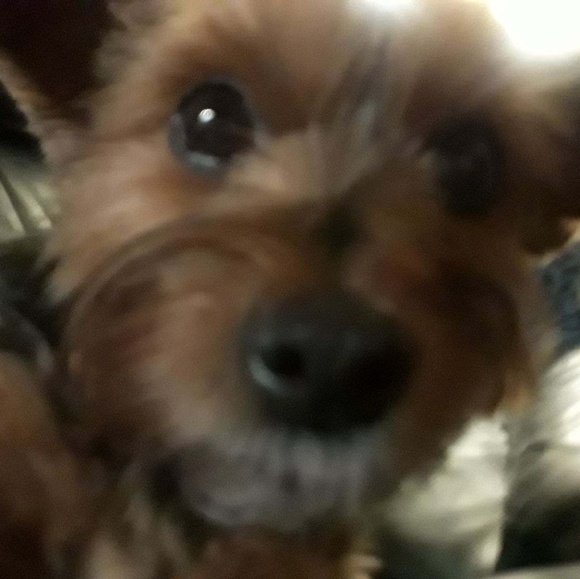 Meet your Posher, Clea - Picture 2 of 4