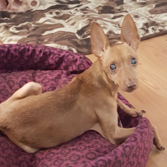 Meet your Posher, Clea - Picture 3 of 4