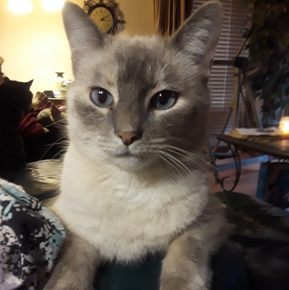 Meet your Posher, Clea - Picture 4 of 4