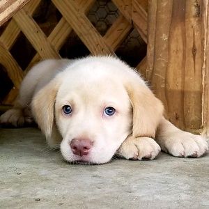 Meet your Posher, Janice