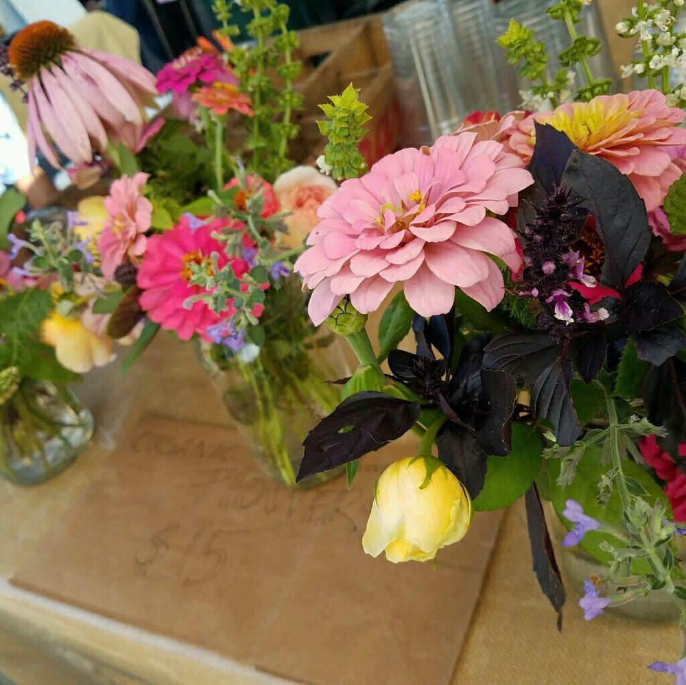 Meet your Posher, Jules