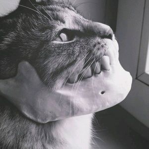 Meet your Posher, Dan