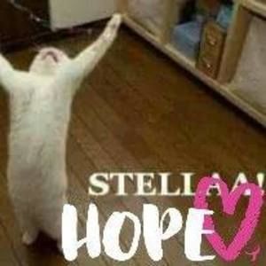 Meet your Posher, Stella