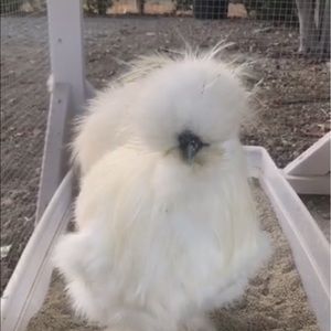 Meet your Posher, Eunice