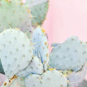 Meet your Posher, Kip