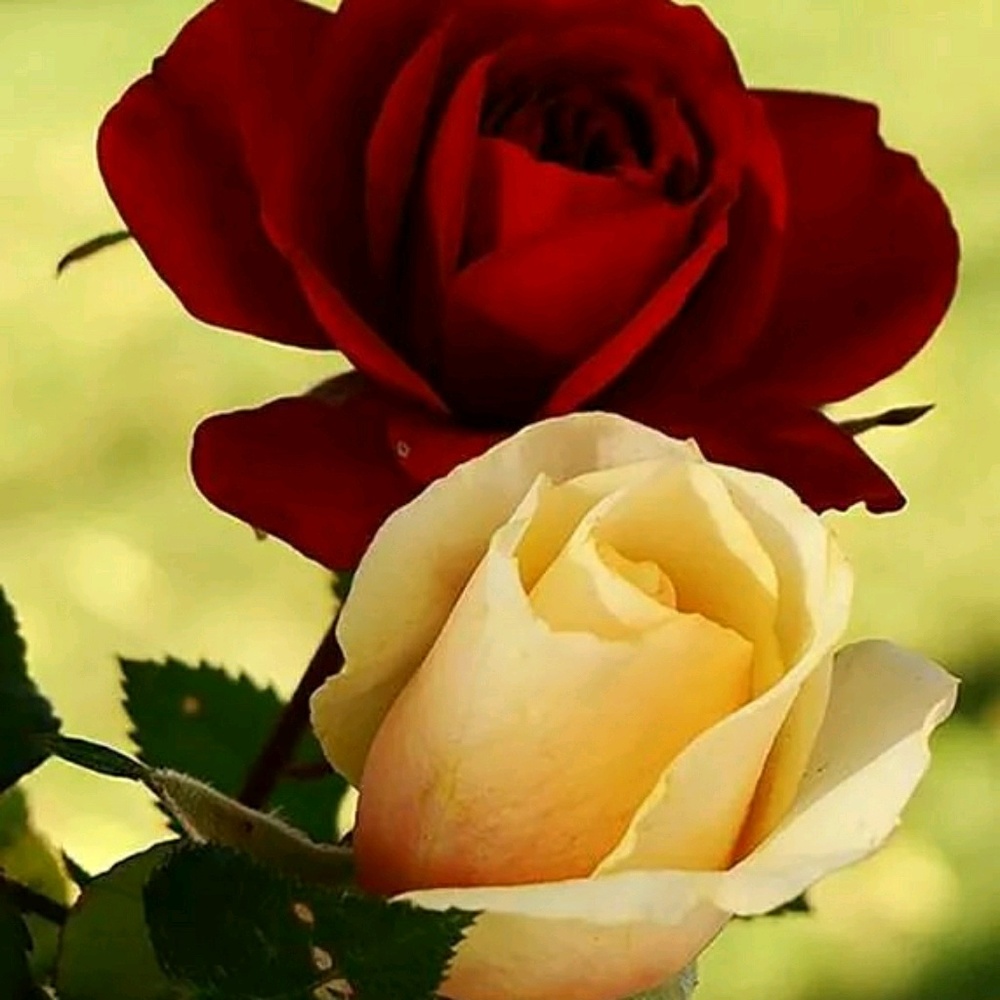 Meet your Posher, Kim