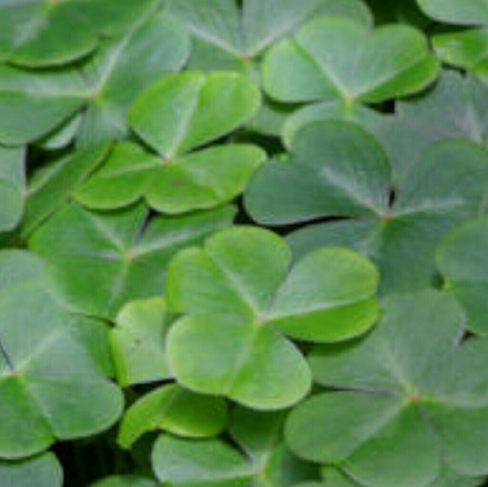 Meet your Posher, Imelda