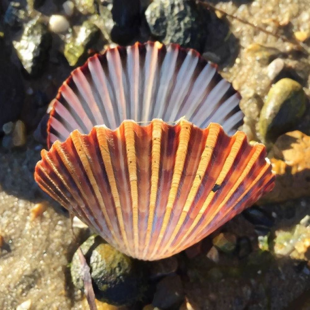 Meet your Posher, Tara