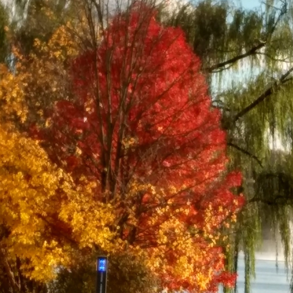 Meet your Posher, Ronnie