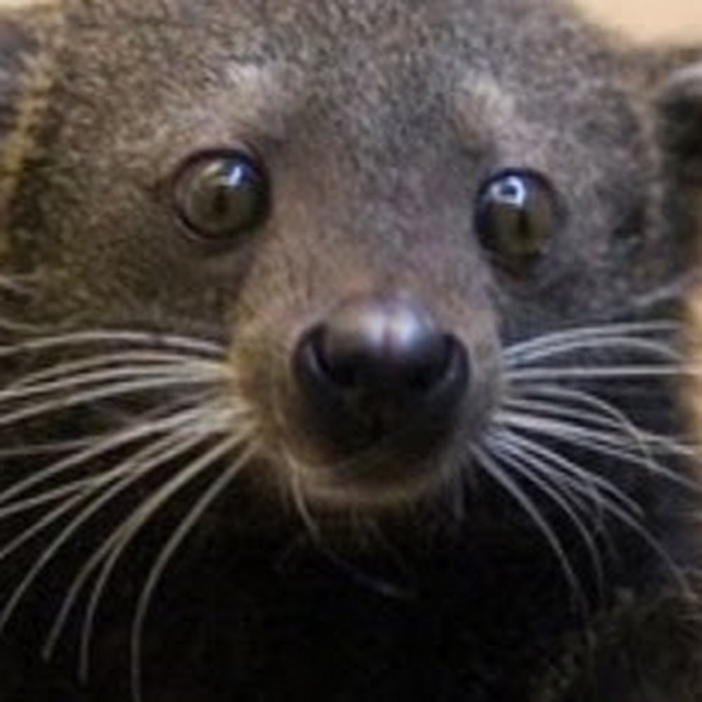 Meet your Posher, Veron